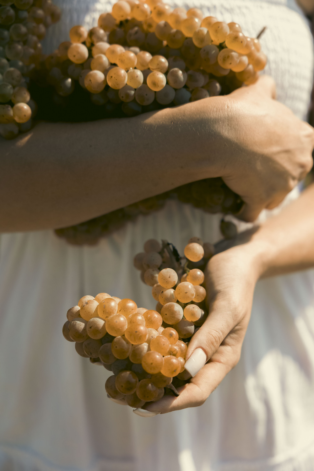 Pierwsze Odmiany Winorośli w Winnicy Pałac Mała Wieś: Dlaczego Wybraliśmy Pinot Noir, Chardonnay i Inne?