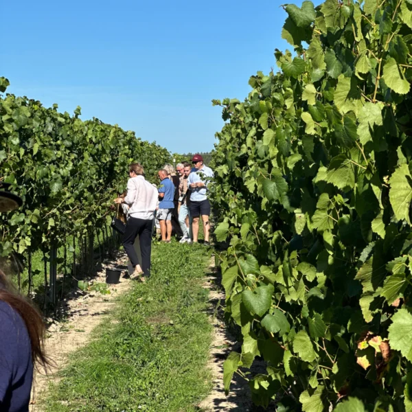 Winobranie & Wine Party – 12.09.2026